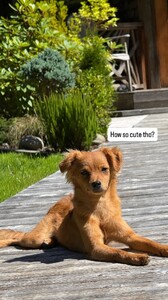 Sara Jean Underwood - Instagram [2025.08.21] Dog.jpg