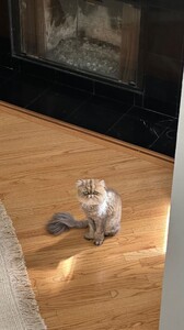 Carmella Rose - Instagram [2025.04.17] Cat.jpg