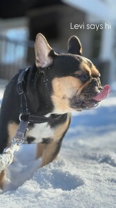 Jillian Mele - Instagram [2025.01.20] Levi.jpg