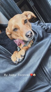 Kelly Gale - Instagram [2025.09.10] Dog.jpg