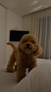 Kika Gomes - Instagram [2025.09.05] Dog.jpg