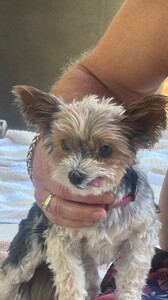 Lindsay Brewer - Instagram [2025.07.13] Dog.jpg