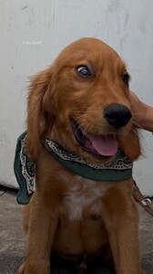 Megan Samperi - Instagram [2025.09.01] Dog.jpg