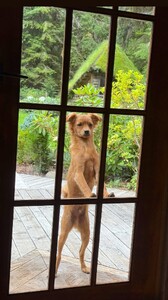 Sara Jean Underwood - Instagram [2025.09.10] Dog.jpg