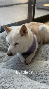 Sara Sampaio - Instagram [2025.09.08] Dog.jpg