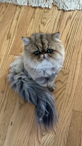 [2025.10.27] carmellarose_3752951884933142183.jpg