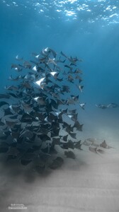 [2025.12.20] carmellarose_3792051864259940303.jpg