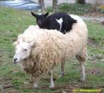 username_here's avatar